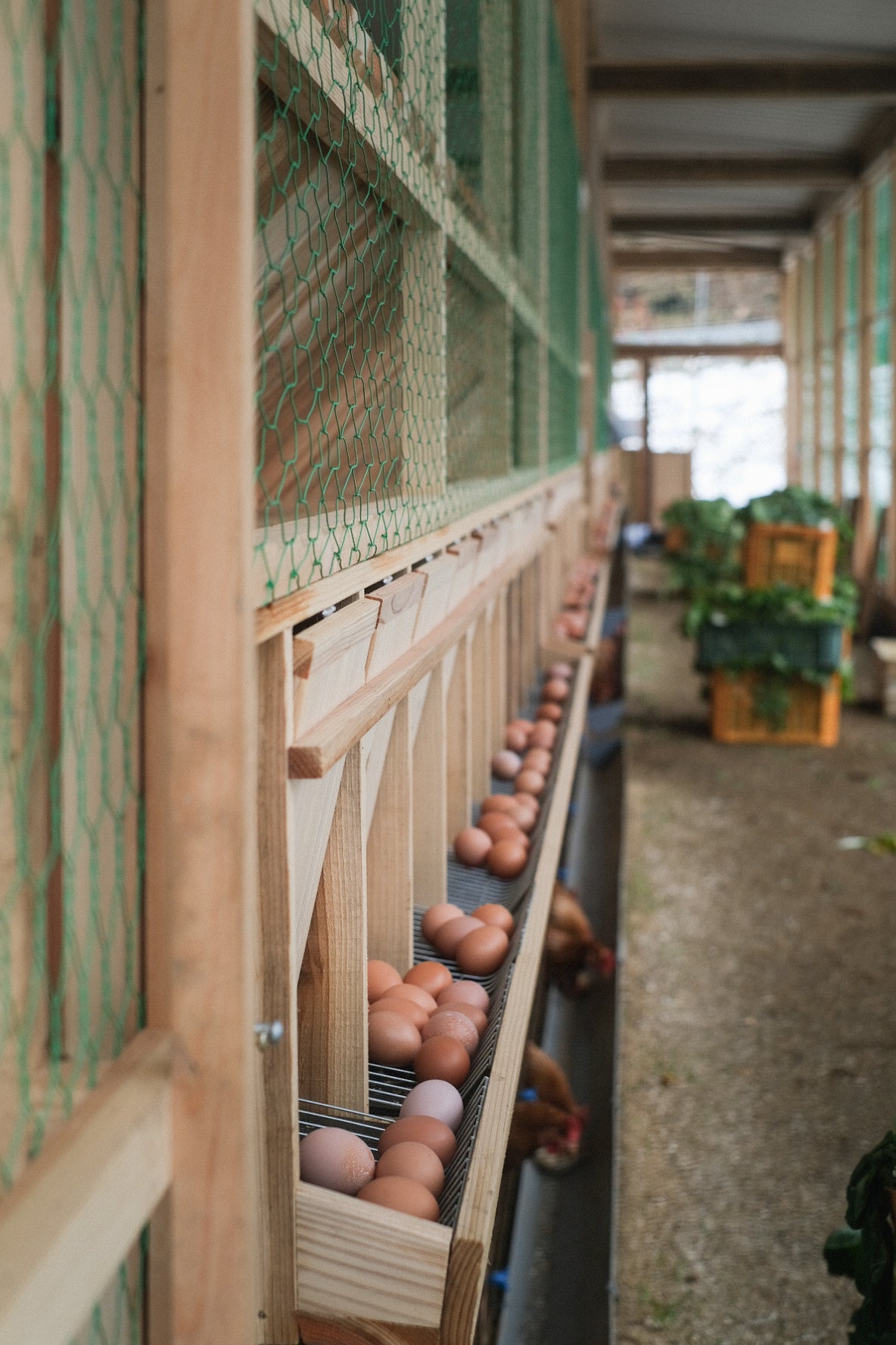 点々の卵かけご飯セット