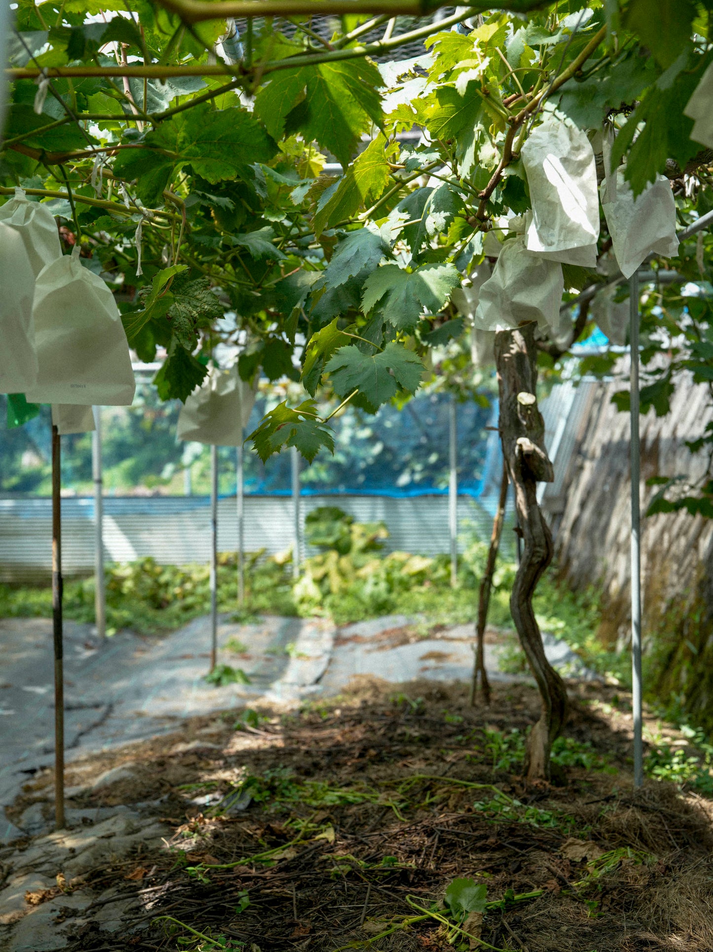 【ご愛顧のお礼】葡萄〈瀬戸ジャイアンツ〉