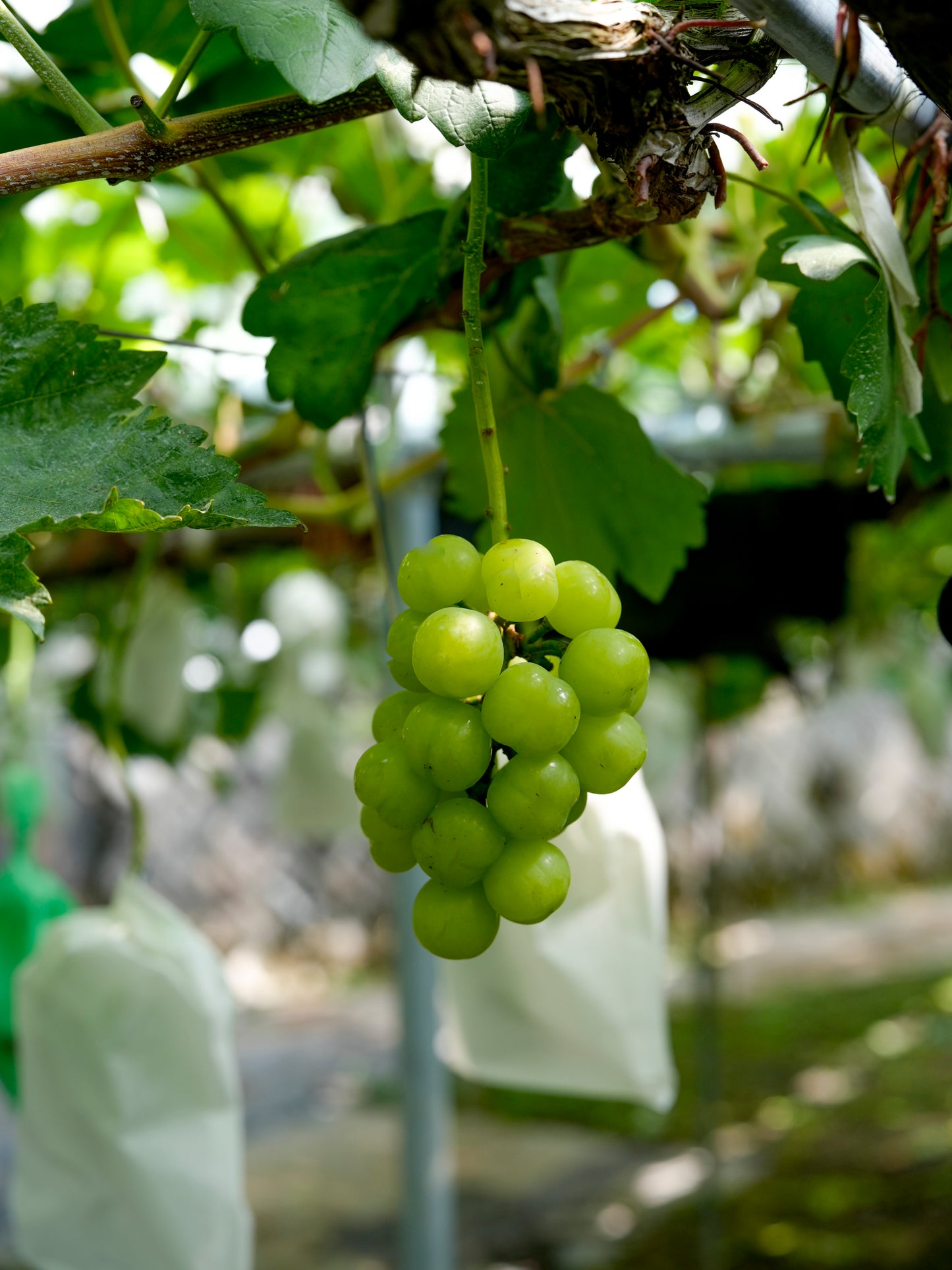 【ご愛顧のお礼】葡萄〈瀬戸ジャイアンツ〉