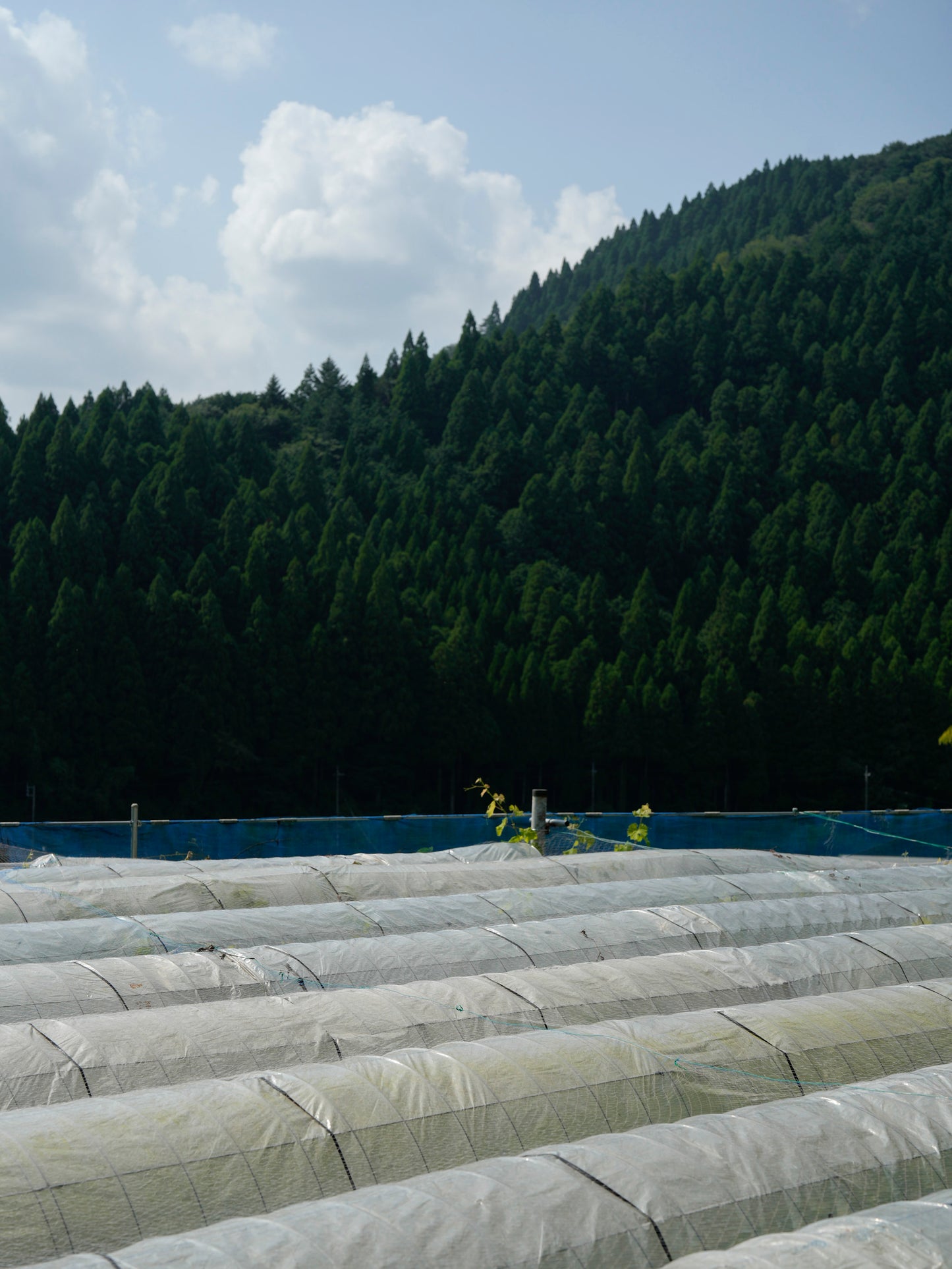 【ご愛顧のお礼】葡萄〈瀬戸ジャイアンツ〉