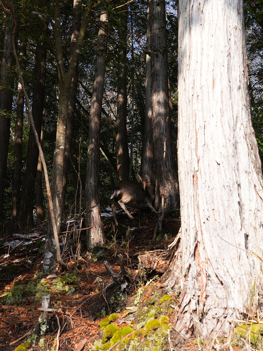 集落で捕獲した天然の鹿肉
