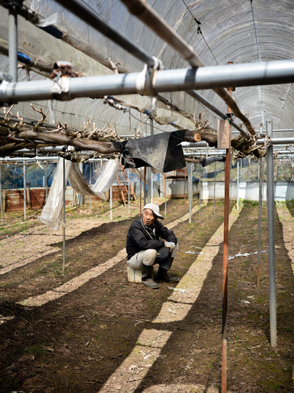 【ご愛顧のお礼】葡萄〈瀬戸ジャイアンツ〉
