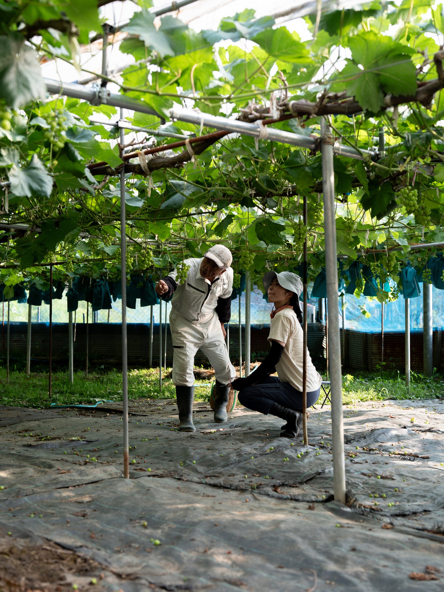 【ご愛顧のお礼】葡萄〈瀬戸ジャイアンツ〉