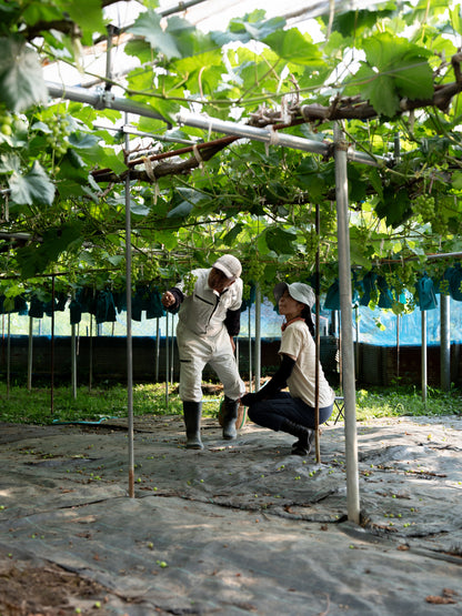 【ご愛顧のお礼】葡萄〈瀬戸ジャイアンツ〉